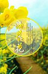 油菜花海报