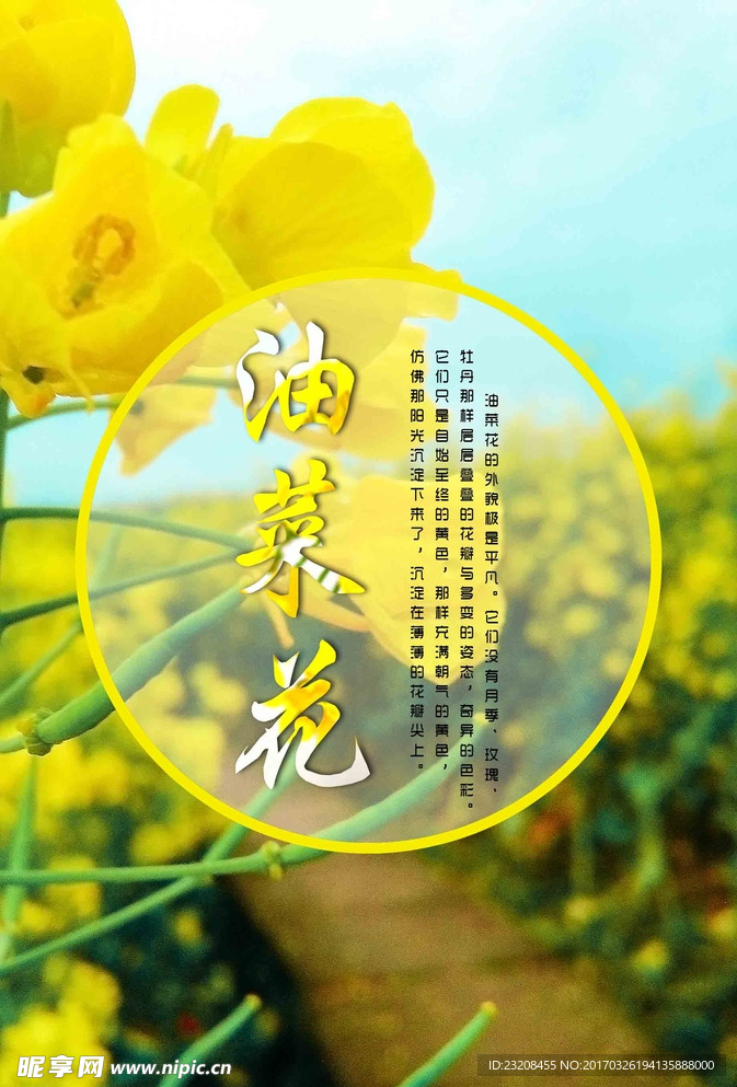 油菜花海报