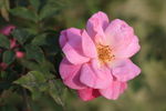 山茶花
