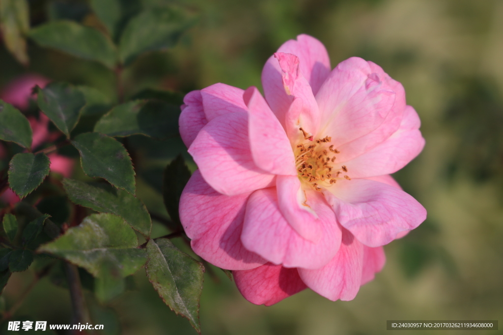 山茶花