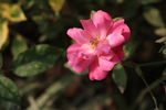 山茶花