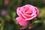 山茶花