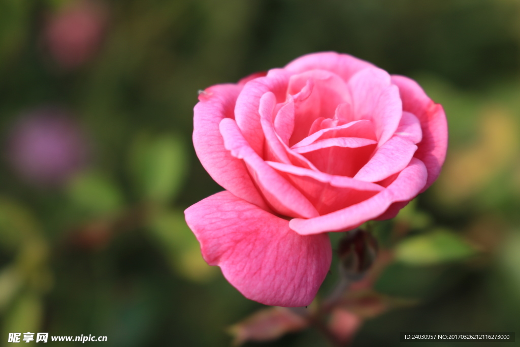 山茶花