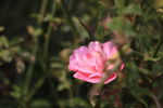 山茶花