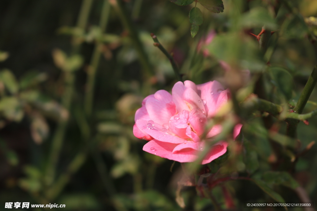 山茶花