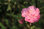 山茶花