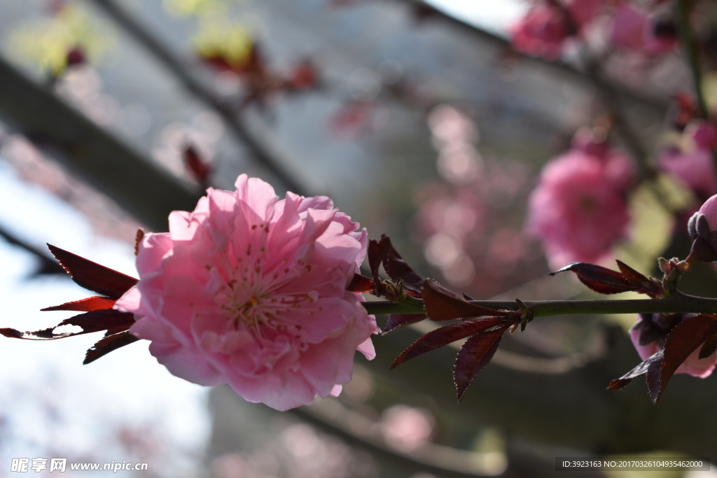 桃花