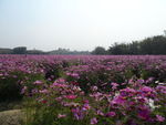 格桑花