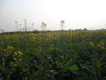 油菜花
