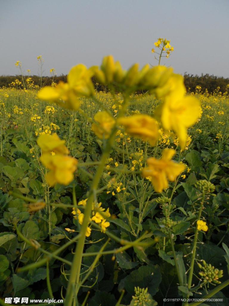 油菜花