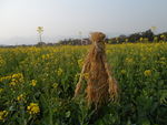 油菜花