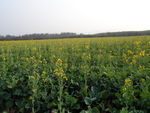油菜花