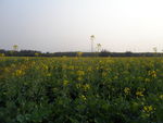 油菜花