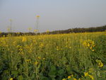 油菜花