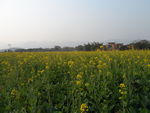 油菜花