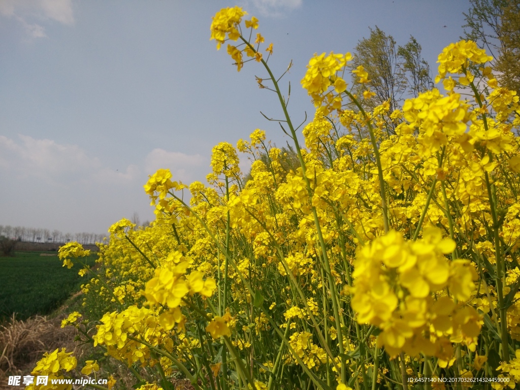 油菜花