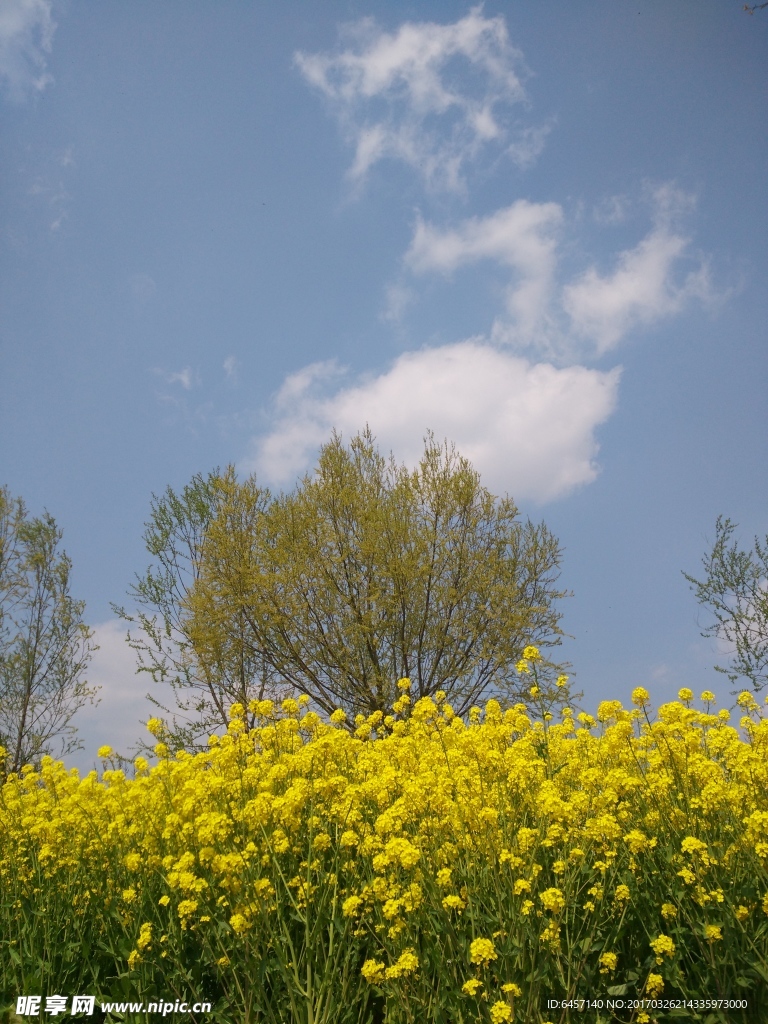油菜花