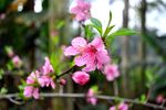 海棠花