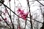 海棠花