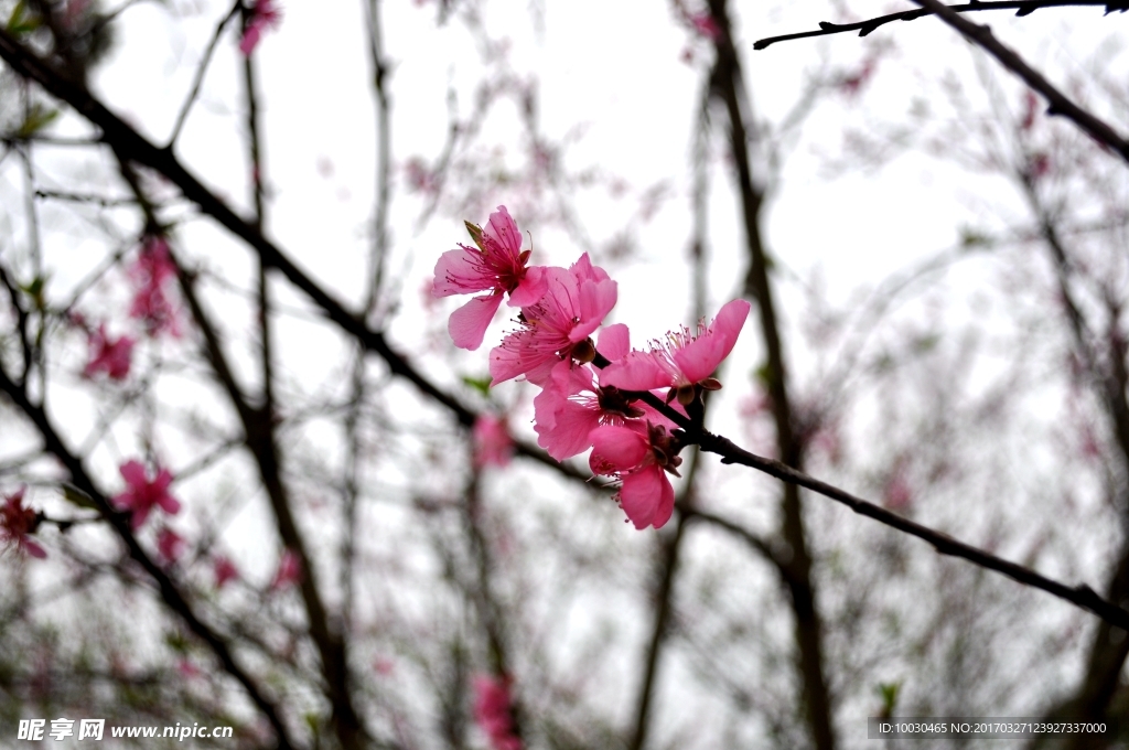 海棠花