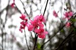 粉色海棠花
