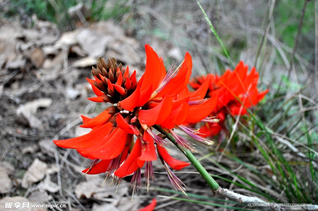 龙牙花