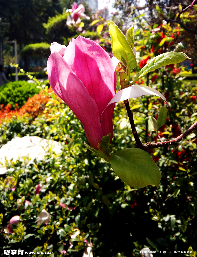 玉兰花特写高清摄影