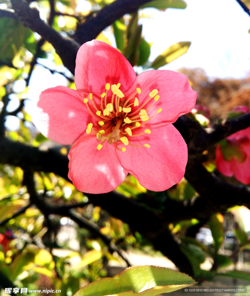 木瓜花高清特写