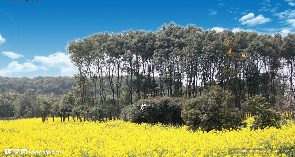 蓝天白云风吹油菜花蝶飞舞视频