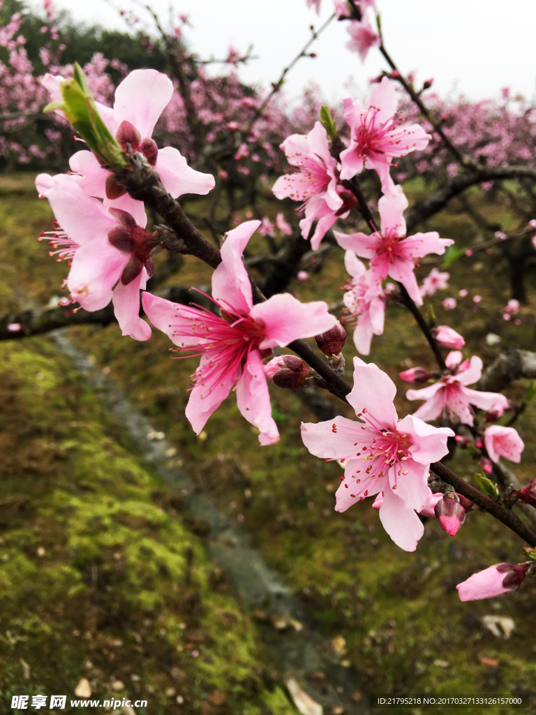 醉桃花