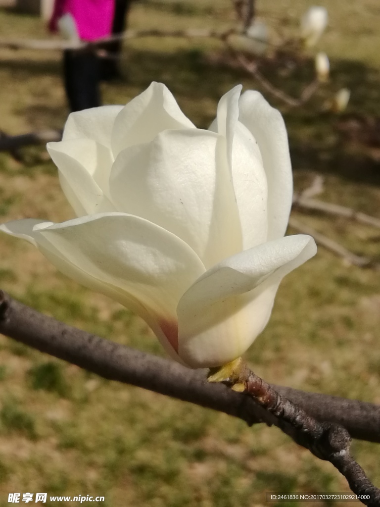 白玉兰