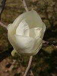 玉兰花