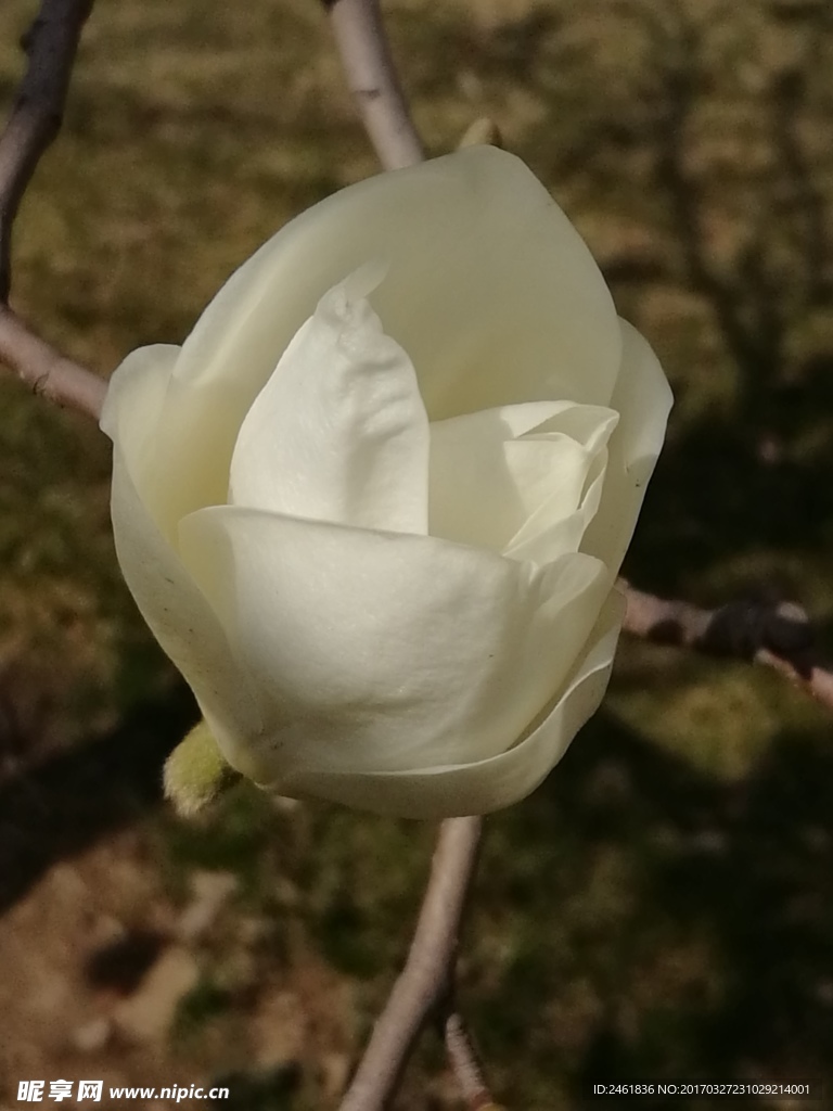 玉兰花