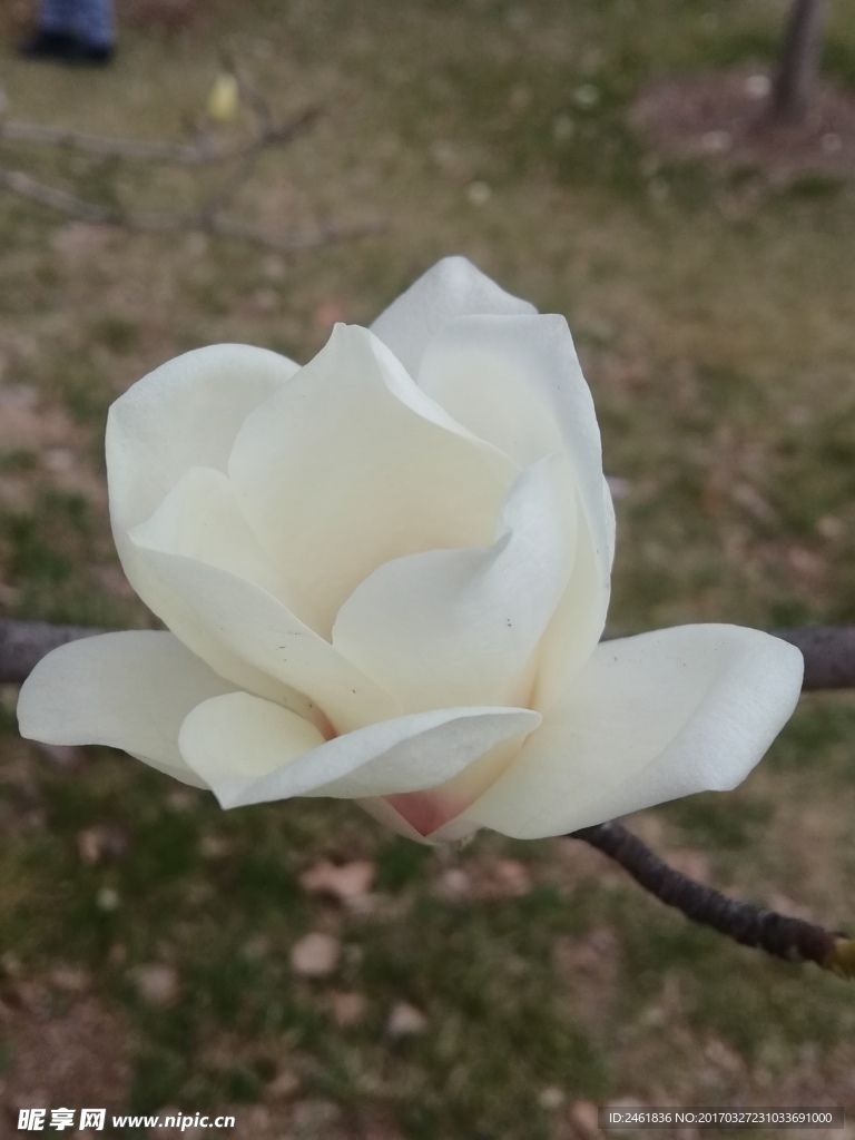 白玉兰