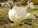 玉兰花