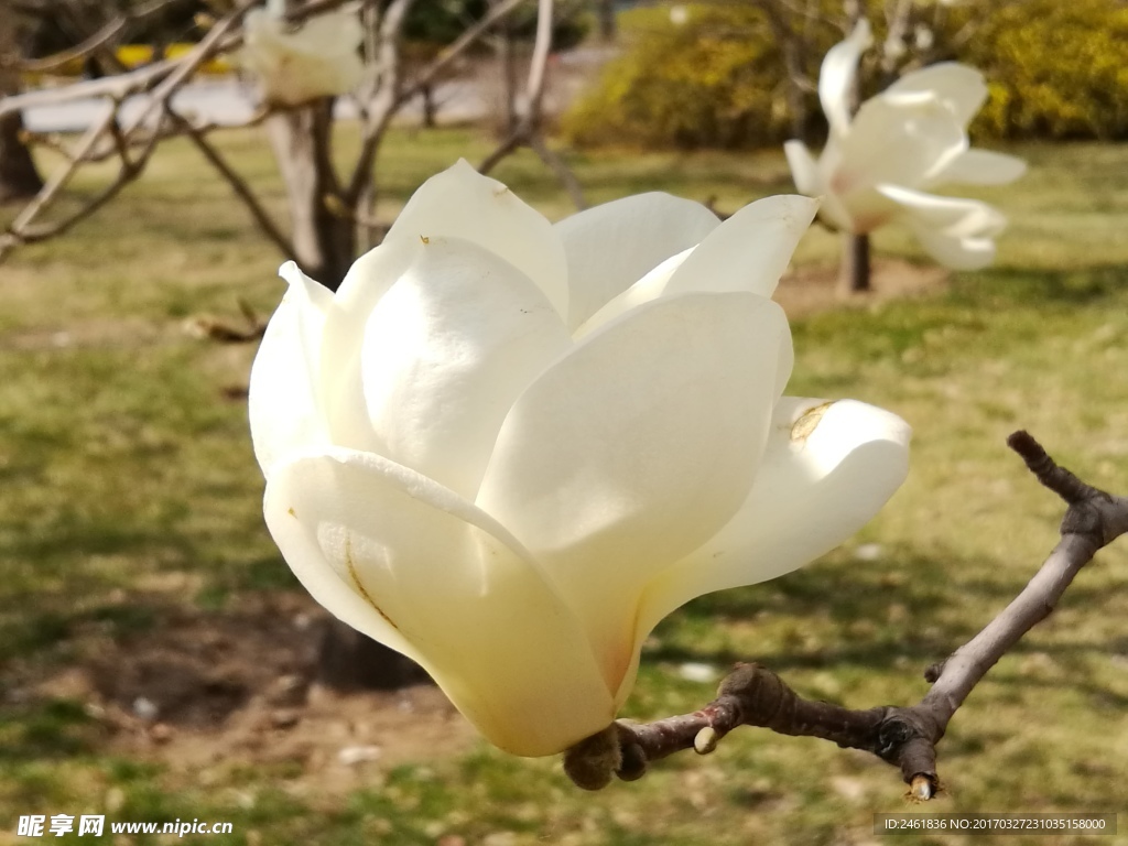 玉兰花