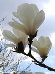 玉兰花