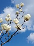 玉兰花开