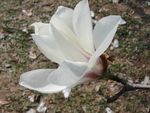 玉兰花开