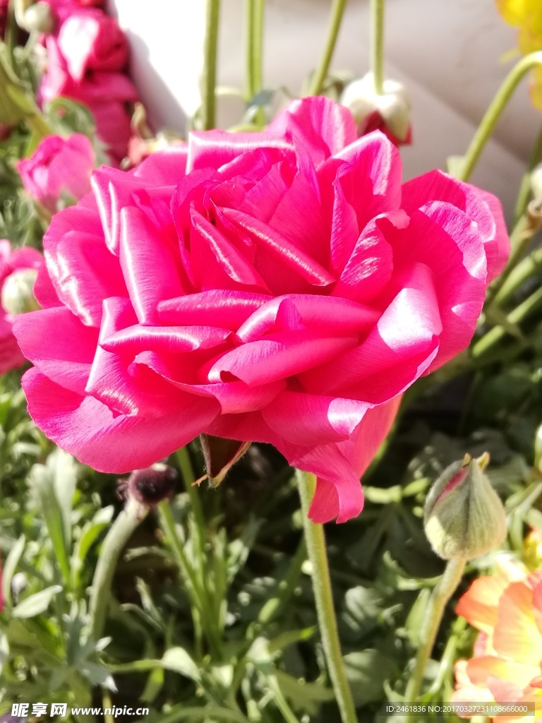 牡丹花