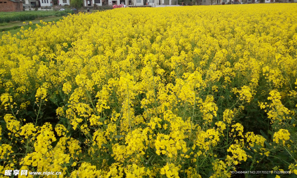 油菜花