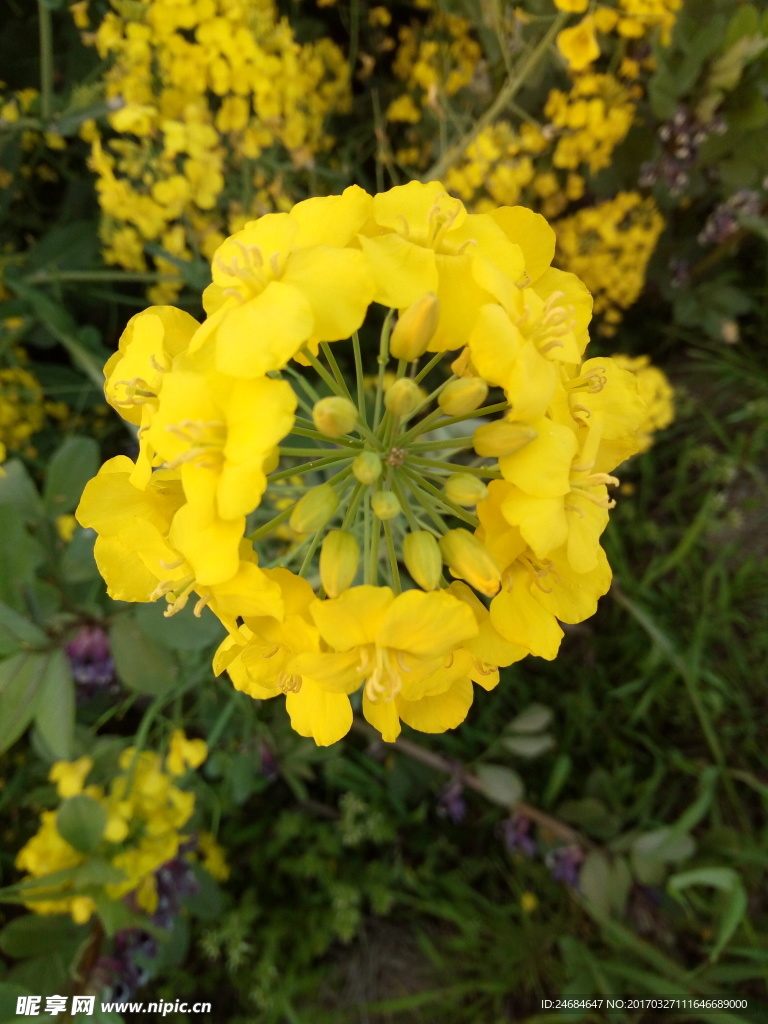 油菜花