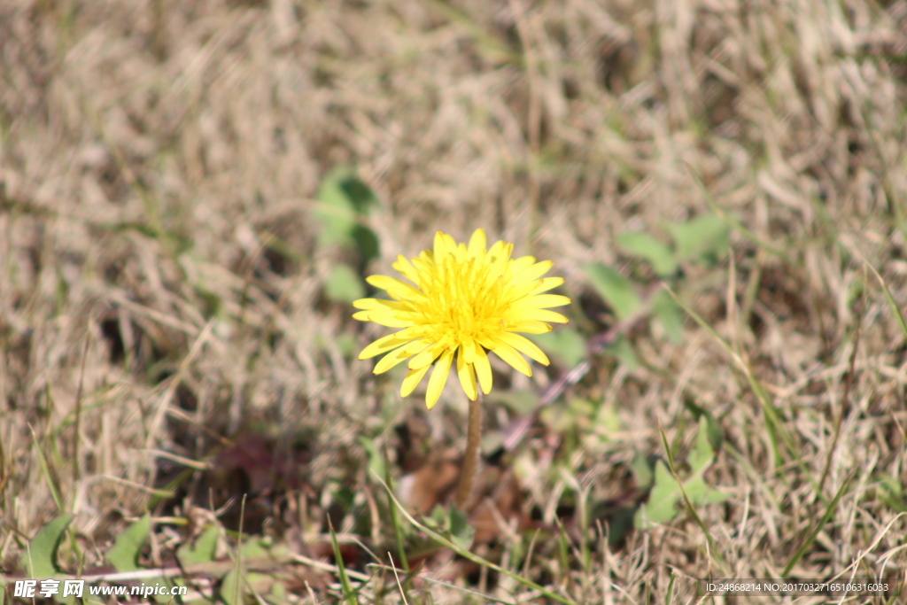 小雏菊