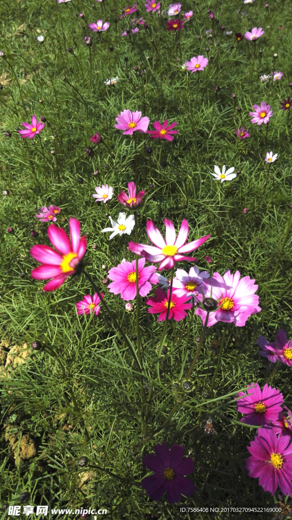格桑花