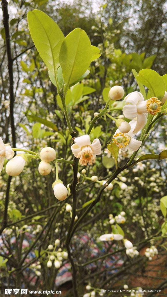 柚子花