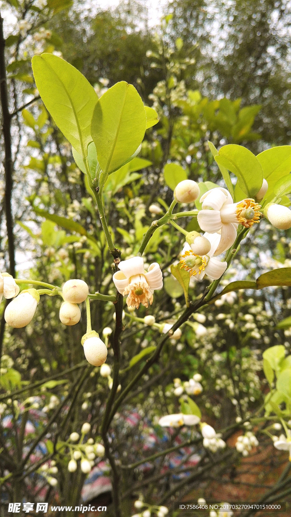 柚子花