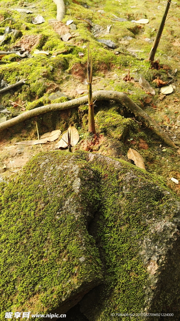 竹笋破土而出