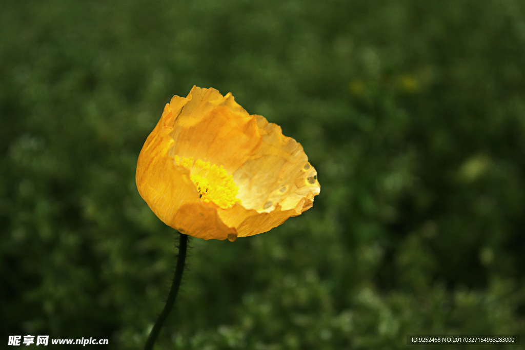 丽春花