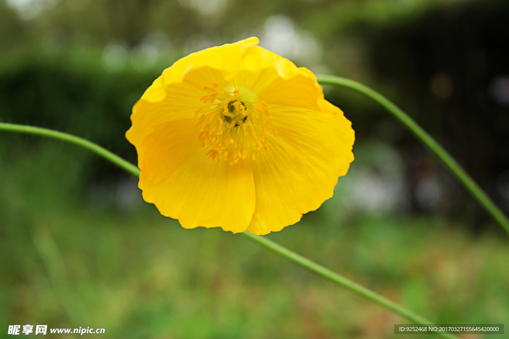 丽春花