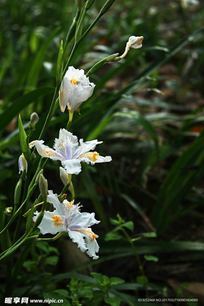 白鸢尾花